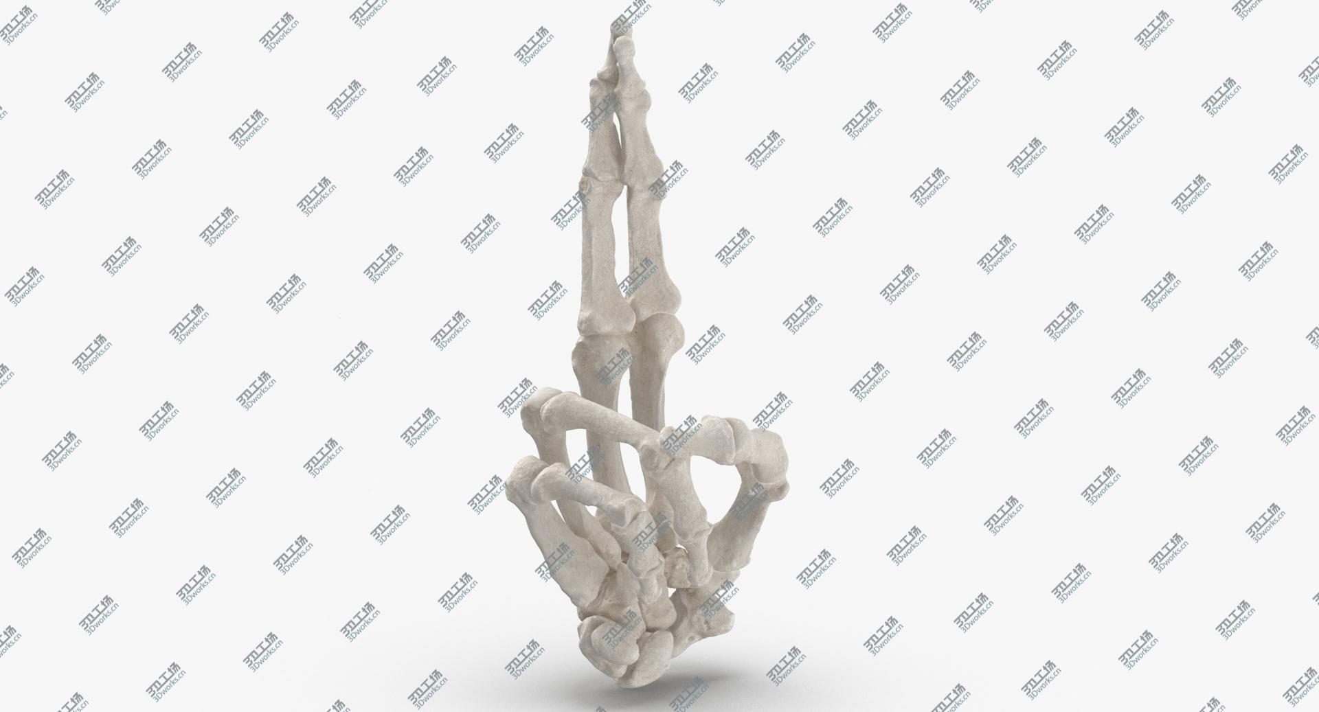 images/goods_img/2021040234/3D Real Human Hand Bones White Good Luck Sign model/3.jpg